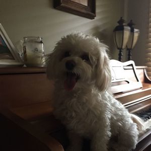 Meet your Posher, Lisa